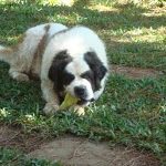 Sansão - o cão natureba 