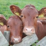 Por que o homem começou a comer carne e quais foram as consequências?