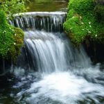 Os genes do jardim: o encontro com Deus na natureza - por Otávio Simões