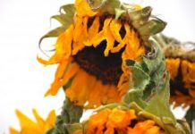 A nova arma contra o câncer