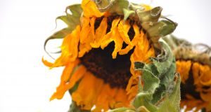 A nova arma contra o câncer