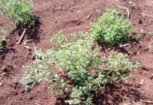 Estévia: a planta que adoça