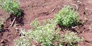 Estévia: a planta que adoça