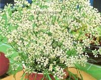 Os benefícios da erva-doce