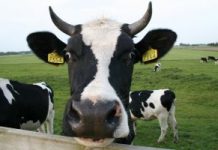 O abate dos animais para consumo