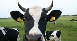 O abate dos animais para consumo