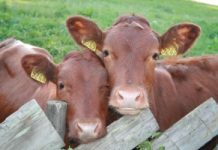 Por que o homem começou a comer carne e quais foram as consequências?