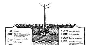 O Plantio dos Anjos: método orgânico com resultados excelentes
