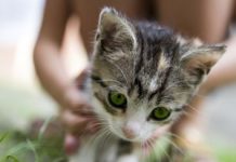 Os gatos podem ser vegetarianos?