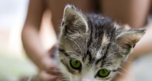 Os gatos podem ser vegetarianos?