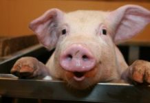 Você sabia que a gelatina é feita de pele de suíno?