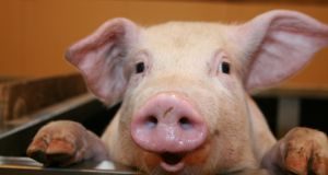 Você sabia que a gelatina é feita de pele de suíno?