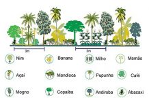 O plantio dos anjos no sítio Ararat – parte 1