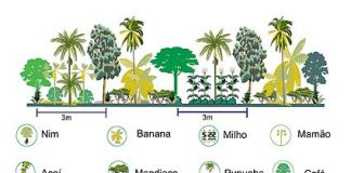O plantio dos anjos no sítio Ararat – parte 1
