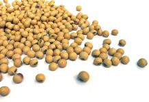 Cálcio: sua importância e como conseguir numa dieta vegetariana estrita