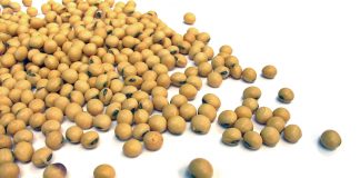 Cálcio: sua importância e como conseguir numa dieta vegetariana estrita