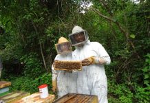 Apicultura: o maravilhoso trabalho das abelhas