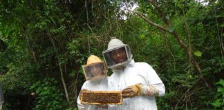 Apicultura: o maravilhoso trabalho das abelhas