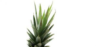 Aprender a gostar do que não se gosta