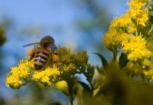 Geléia Real: valiosa fonte de vitaminas