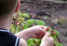 Como ensinar as crianças a comer comida saudável