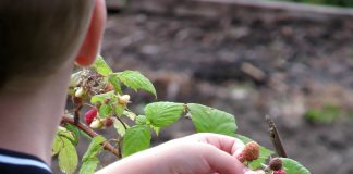 Como ensinar as crianças a comer comida saudável