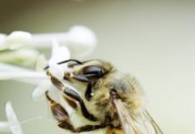 Pólen e os 8 aminoácidos essenciais