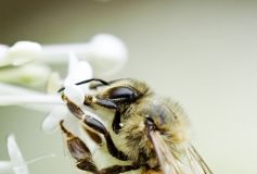 Pólen e os 8 aminoácidos essenciais