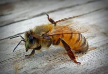 As maravilhas do própolis