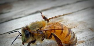 As maravilhas do própolis