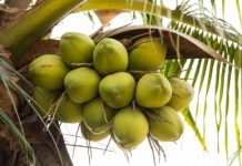 A verdade sobre a gordura saturana no Óleo de Côco