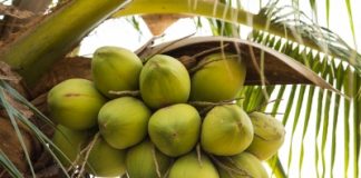 A verdade sobre a gordura saturana no Óleo de Côco