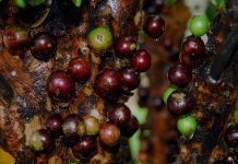 Jabuticaba: a fruta que auxilia na prevenção e combate do câncer