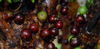 Jabuticaba: a fruta que auxilia na prevenção e combate do câncer