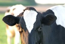 O mito do leite de vaca: saiba como substituí-lo