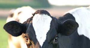 O mito do leite de vaca: saiba como substituí-lo