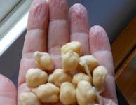 Germinados: aprenda seus benefícios e como fazê-los