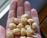 Germinados: aprenda seus benefícios e como fazê-los