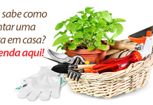 Dicas práticas de como montar uma horta