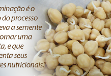 Aprenda a germinar o grão de bico