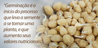 Aprenda a germinar o grão de bico