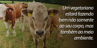 O consumo de carne e o meio ambiente