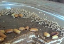 Pavê de Amendoim Vegano