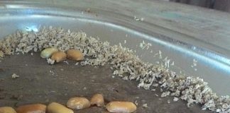 Pavê de Amendoim Vegano