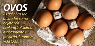 Por que os OVOS não são mais seguros para o consumo?