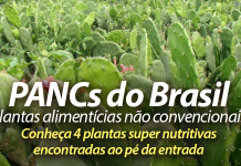 PANCs do Brasil: plantas não convencionais são uma delícia ao pé da estrada