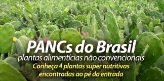 PANCs do Brasil: plantas não convencionais são uma delícia ao pé da estrada